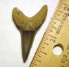 Isurus Praecursor Shark Tooth